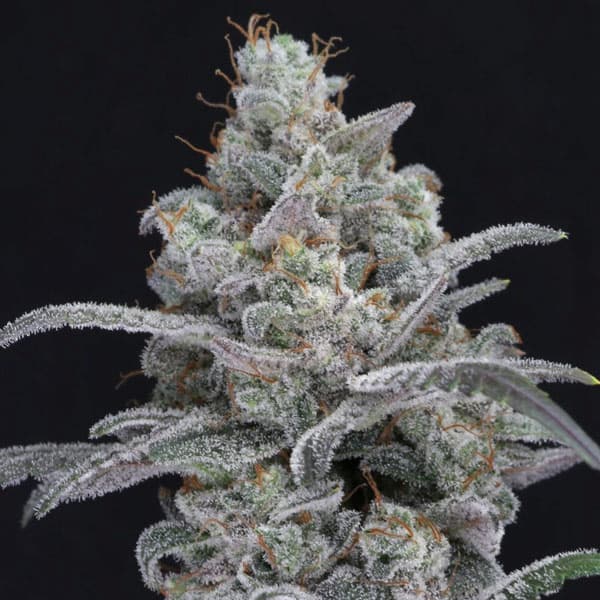 Chimera Crasher Seed > Pure Instinto | Feminized Cannabis   |  Hybrid